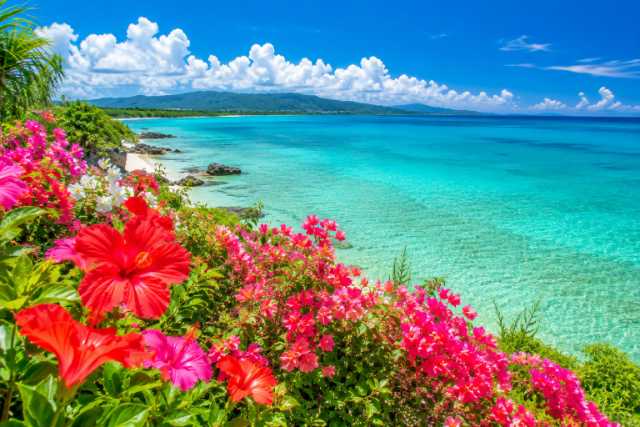 hibiscus-ocean-panorama