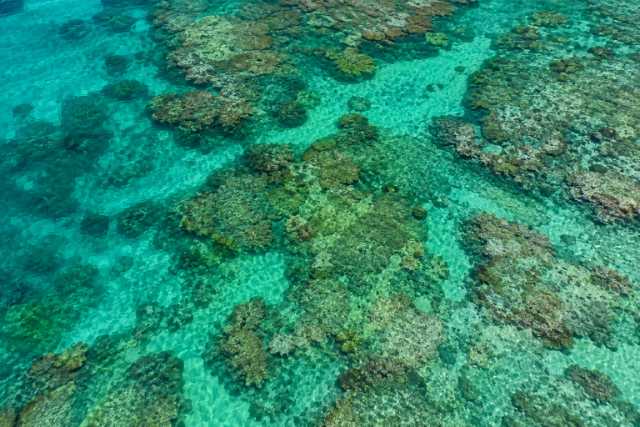 shallow-coral-garden